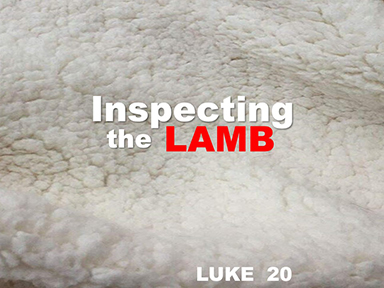 luke-20-inspecting-the-lamb